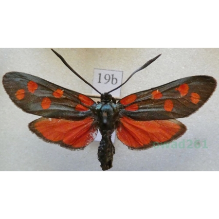 Zygaena transalpina (Esper, 1780) Kraśnik transalpejski Italy19b